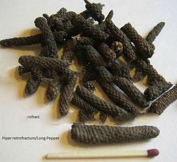 Long Pepper (Balinese Long Pepper or Javanese Long Pepper)