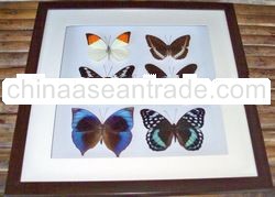 frames real butterfly