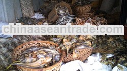 Dried Fish, Live Crabs, Lobster and Live Fish