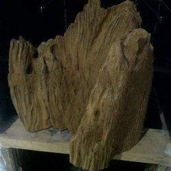 MALACENSIS WOOD