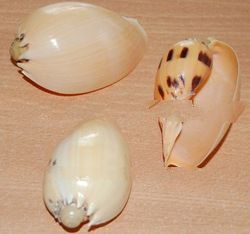 small seashell