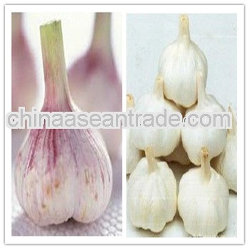 shandong normal white and pure white garlic