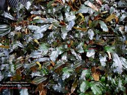 Bucephalandra sp. Blue Centaurs