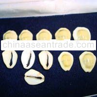 yellow cowries