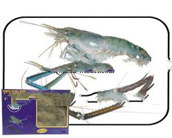 Fresh Water Prawn Scampi (Macrobrachium rosenbergii)