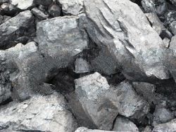 Steam Coal