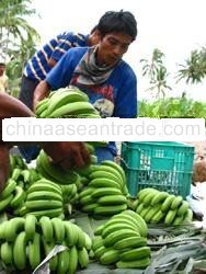 Balangon banana