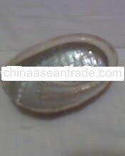 Shell , Abalone Shell