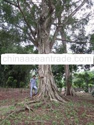 Ficus Benjamina