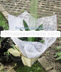 NEW DESIGN WEDDING - BIRTHDAY SOUVENIR