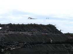 East Kalimantan Coal