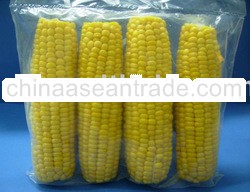 Frozen 5-inch Sweet Corn Cob