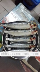 Frozen japanese sardines