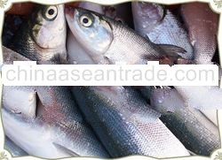 Milkfish / Bangus