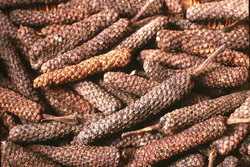 Long Pepper