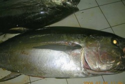 fresh whole tuna