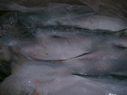 FROZEN HILSA