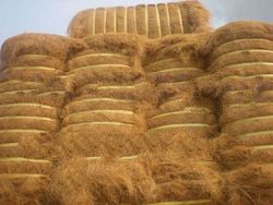 Coconut Fiber