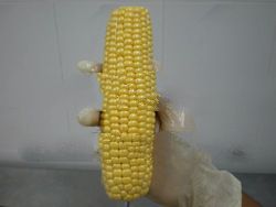 5-inch Corn Cob