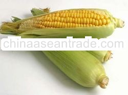 SWEET CORN FLAVOR