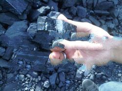 Steam Coal