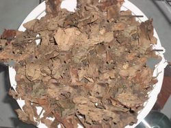 VERY GOOD QUALITY PATCHOULI LEAVES DRIED, PATCHOULY LEAVES AND PATCHOULI JAVA OIL,ACEH OIL,NILAM &am