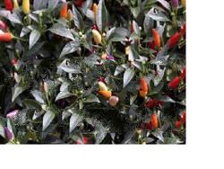 Seeds Twilight Chile Pepper