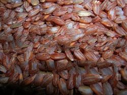 Borneo Brown Rice