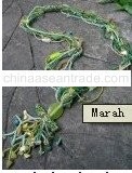 Marah glass beads necklace jewelry