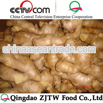 wholesale fresh ginger