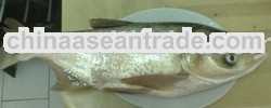 Frozen Silver carp (Big Head) whole round / meat