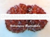 Gauri Shankar Rudraksha Bead