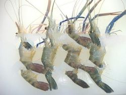 Fresh Water Prawn