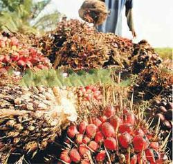 Cpo Crude Palm Oil