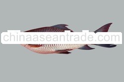 Frozen Fresh Water Rohu Carp Fish