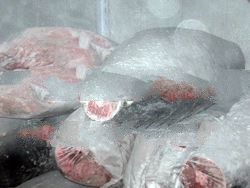 Frozen whole round tuna.