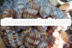 melo amphora or melo shell indonesia