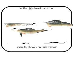 SNAKEHEAD FISH - Channa marulius