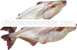 Pangasius / Cream Dory Fish