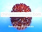 15 Mukhi Rudraksha Bead