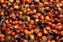 FOR SELL PALM OIL AVAILABLE IN STOCK