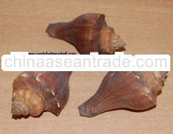 small seashell indonesia