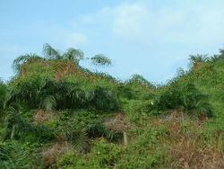 Sarawak Palm Oil Land