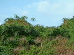 Sarawak Oil Palm Land