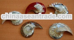 seashell cut indonesia