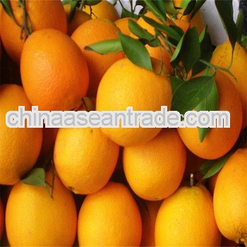 Chinese navel orange fruit for sale