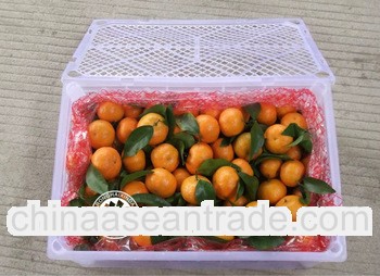 Mandarin Orange chinese fresh mandarin orange
