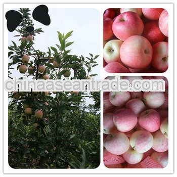 New Crop Fresh Red Gala Apple Fruit