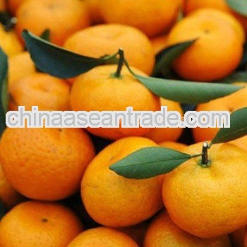 nanfeng baby mandarin citrus